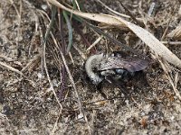 Andrena vaga 15, Grijze zandbij, Saxifraga-Hans Dekker