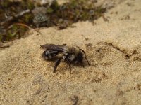 Andrena vaga 16, Grijze zandbij, Saxifraga-Jeroen Willemsen