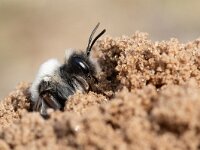 Andrena vaga 19, Grijze zandbij, Saxifraga-Luc Hoogenstein