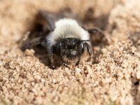 Andrena vaga 20, Grijze zandbij, Saxifraga-Luc Hoogenstein