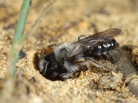 Andrena vaga 22, Grijze zandbij, Saxifraga-Lieven Decrick