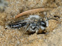 Andrena vaga S01 #06187 : Grijze zandbij, Andrena vaga
