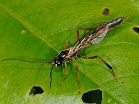 Anomaloninae sp