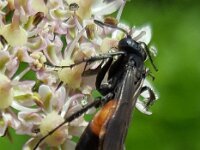 Anoplius infuscatus 5, Gewone borstelspinnendoder, Saxifraga-Ben Delbaere  IICSA���II