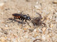 Anoplius viaticus 5, Gewone wegwesp, Saxifraga-Bart Heijne : 2021, Anoplius viaticus, Hymenoptera, Kwintelooijen, april, gewone wegwesp, insect, roodzwarte borstelspinnendoder, spinnendoder, voorjaar