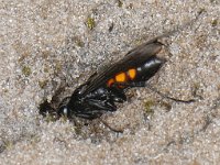 Anoplius viaticus #06271 : Anoplius viaticus, Spider wasp, Gewone wegwesp