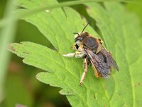 Anthidium manicatum 15, Grote wolbij, Saxifraga-Tom Heijnen