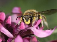 Anthidium manicatum 18, Grote wolbij, Saxifraga-Lieven Decrick