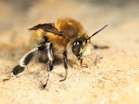 Anthophora plumipes 17, Gewone sachembij, Saxifraga-Lieven Decrick