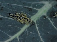 Apanteles glomeratus, larvae, Saxifraga-Frits Bink