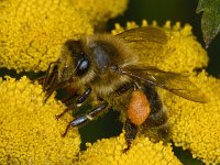 Apis mellifera #08757 : Apis mellifera, Honingbij, Western honey bee