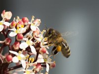 Honingbij op Skimmia  Honey bee (Apis mellifera) feeding on  Skimmia japonica : flower, flowers, skimmia, japonica, plant, vascular, honeybee, fly, honey, feeding, food, dependence, interdependence, color, colour, insect, fauna