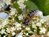 Apis mellifera #01920 : Apis mellifera, Western honey bee, Honingbij