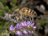 Apis mellifera 01 #03838 : Apis mellifera, Western honey bee, Honingbij