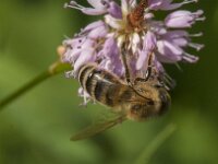 Apis mellifera 54, Honingbij, Saxifraga-Jan van der Straaten