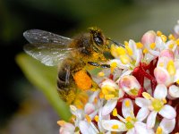 Apis mellifera #00970 : Apis mellifera, Western honey bee, Honingbij