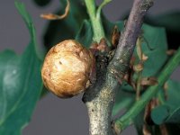 Biorhiza pallida 2, Aardappelgalwesp, Saxifraga-Frits Bink