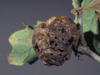 Biorhiza pallida 3, Aardappelgalwesp, Saxifraga-Frits Bink