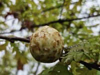 Oak apple, gall of Gall wesp Biorhza pallida growing on Pedunculate oak (Quercus robur)  Oak apple, gall of Gall wesp Biorhza pallida growing on Pedunculate oak (Quercus robur) : oak apple, gall, gall wesp, Biorhza pallida, Pedunculate oak, oak, Quercus robur, quercus, insect, bug, animal, parasite, wild, invertebrate, wildlife, zoology, biology, nature, natural, spring, springtime, summer, summertime, no people, nobody, outside, outdoor, outdoors