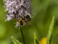 Bombus hortorum 8, Tuinhommel, Saxifraga-Jan van der Straaten