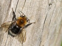 Bombus hypnorum 29, Boomhommel, Saxifraga-Lieven Decrick