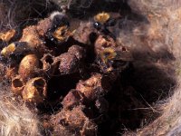 Bombus hypnorum 4, Boomhommel, nest, Saxifraga-Frits Bink