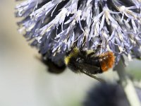 Bombus lapidarius 13, Steenhommel, Saxifraga-Roel Meijer  Red-tailed bumblebee (Bombus lapidarius) in Globe Thistle : animal, Bombus lapidarius, fauna, insect, naturalglobe thistle, nature