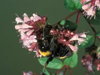 Bombus magnus, Northern White-tailed Bumblebee