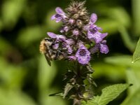 Bombus pascuorum 62, Akkerhommel, Saxifraga-Jan van der Straaten