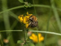 Bombus pascuorum 63, Akkerhommel, Saxifraga-Jan van der Straaten