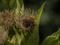 Bombus pascuorum 65, Akkerhommel, Saxifraga-Jan van der Straaten