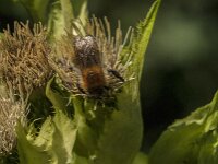 Bombus pascuorum 66, Akkerhommel, Saxifraga-Jan van der Straaten