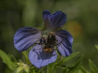 Bombus pascuorum 69, Akkerhommel, Saxifraga-Jan van der Straaten