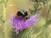 Bombus pratorum 16, Weidehommel, Saxifraga-Willem van Kruijsbergen