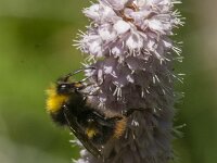 Bombus pratorum 19, Weidehommel, Saxifraga-Jan van der Straaten