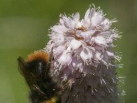 Bombus pratorum 20, Weidehommel, Saxifraga-Jan van der Straaten