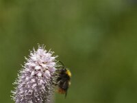 Bombus pratorum 24, Weidehommel, Saxifraga-Jan van der Straaten
