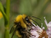 Bombus pratorum 30, Weidehommel, Saxifraga-Jan van der Straaten