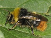 Bombus pratorum 01 #44089 : Bombus pratorum, Early bumblebee, Weidehommel, male