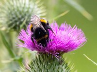 Bombus terrestris 14, Aardhommel, Saxifraga-Bart Vastenhouw