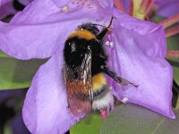 Bombus terrestris #01922 : Bombus terrestris, Aardhommel