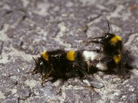 Bombus terrestris 5, Aardhommel, copulation, Saxifraga-Pieter van Breugel