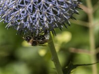 Bombus vestalis 11, Grote koekoekshommel, Saxifraga-Jan van der Straaten