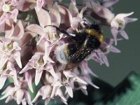 Bombus vestalis 3, Grote koekoekshommel, male, Saxifraga-Frits Bink