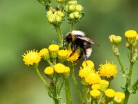 Bombus vestalis 5, Grote koekoekshommel, Saxifraga-Bart Vastenhouw