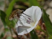 Bombylius major 2, Gewone wolzwever, Saxifraga-Willem van Kruijsbergen
