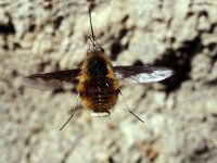 Bombylius major 3, Gewone wolzwever, Saxifraga-Pieter van Breugel