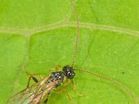 Bracon sp 3, Saxifraga-Ab H Baas