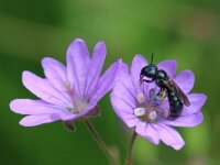 Ceratina cyanea 3, Blauwe ertsbij, Saxifraga-Lieven Decrick
