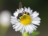 Cerceris rybyensis 18, Groefbijendoder, Saxifraga-Tom Heijnen